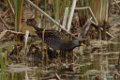 Sora 2014-01-25_12
